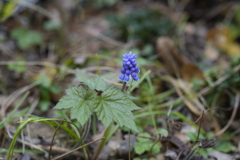 春の花