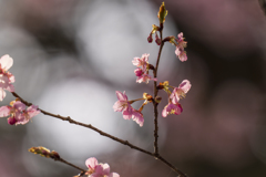 寒桜