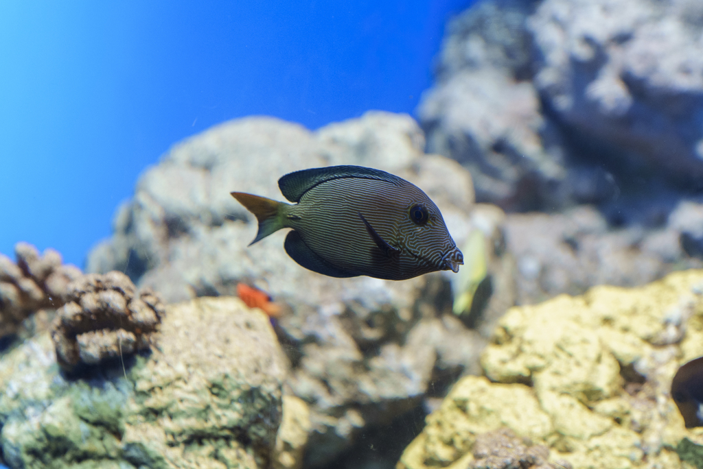 葛西臨海水族園にて