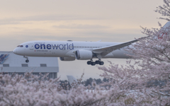 さくら到着便（oneworld）