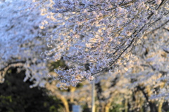 師戸城址の桜