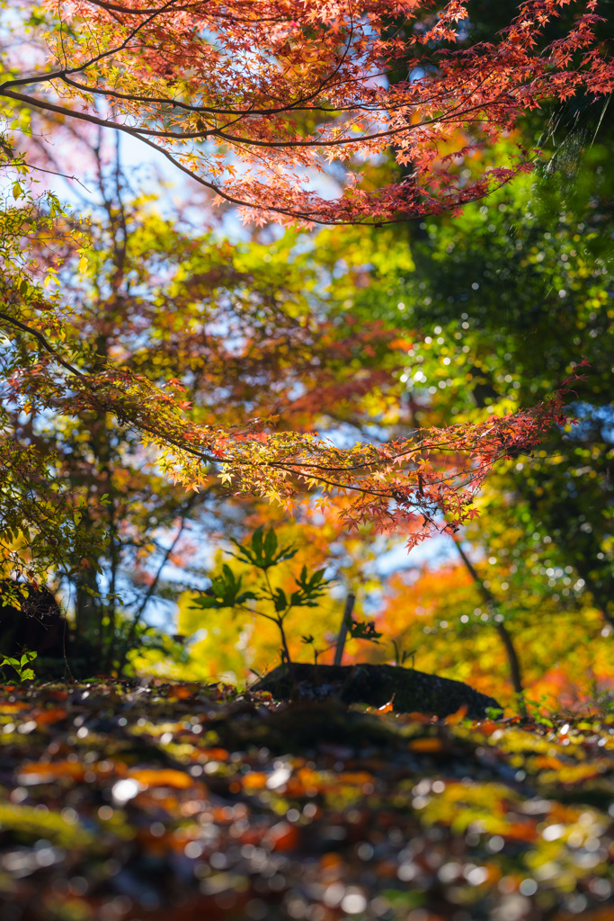 錦秋成田山