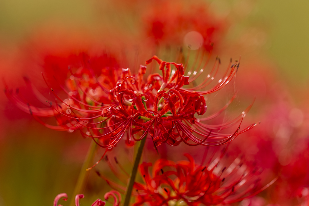 Lycoris