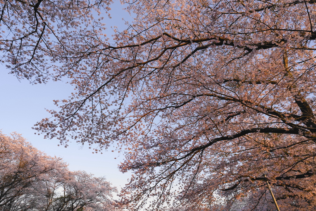 師戸城址の桜