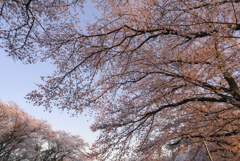 師戸城址の桜