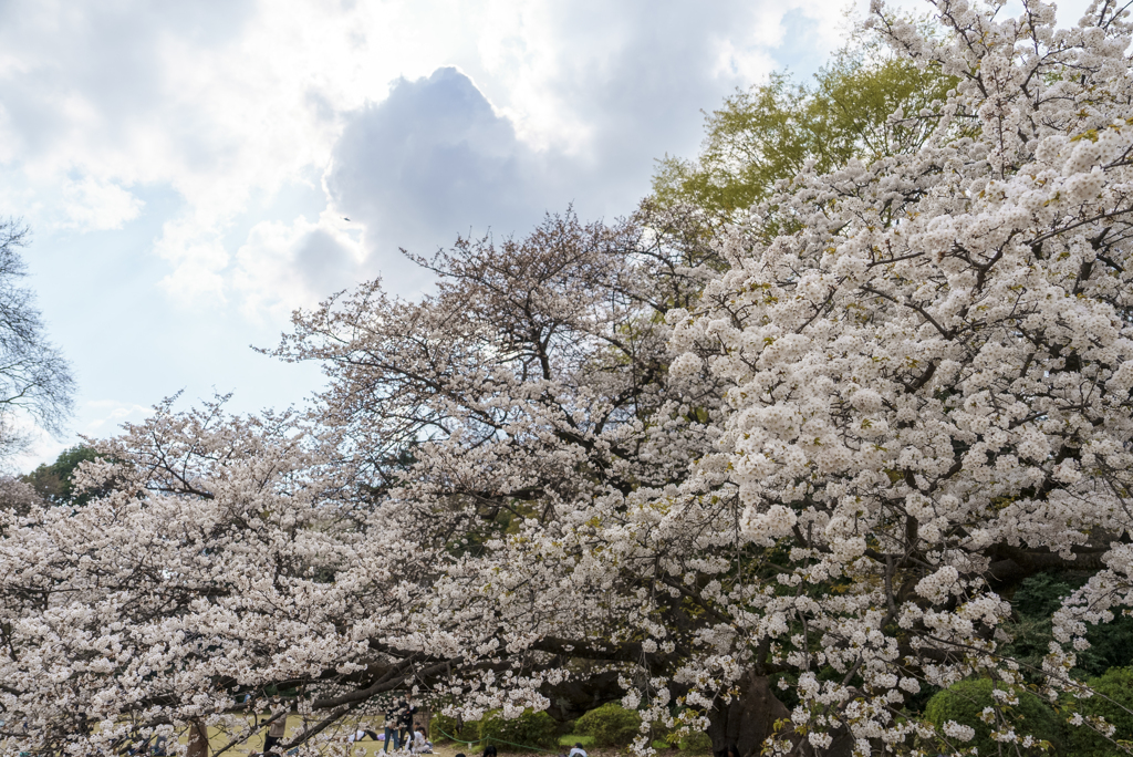 公園の桜