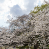 公園の桜