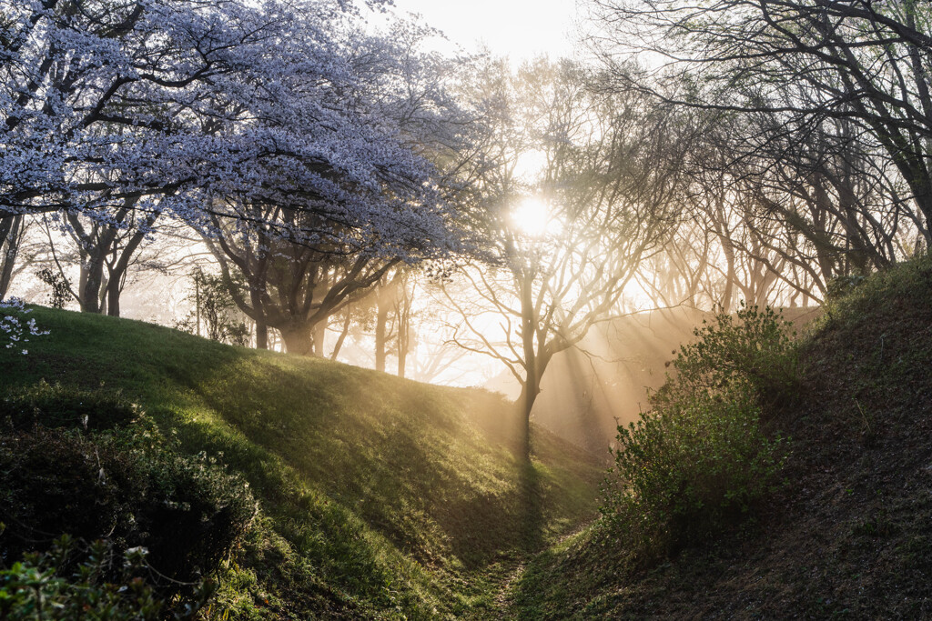 霞城の桜