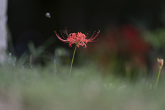 Lycoris