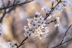 師戸城址の桜