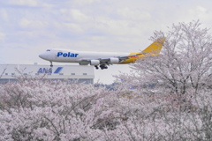さくら到着便（Polar）