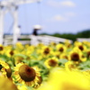 夏・ひまわり