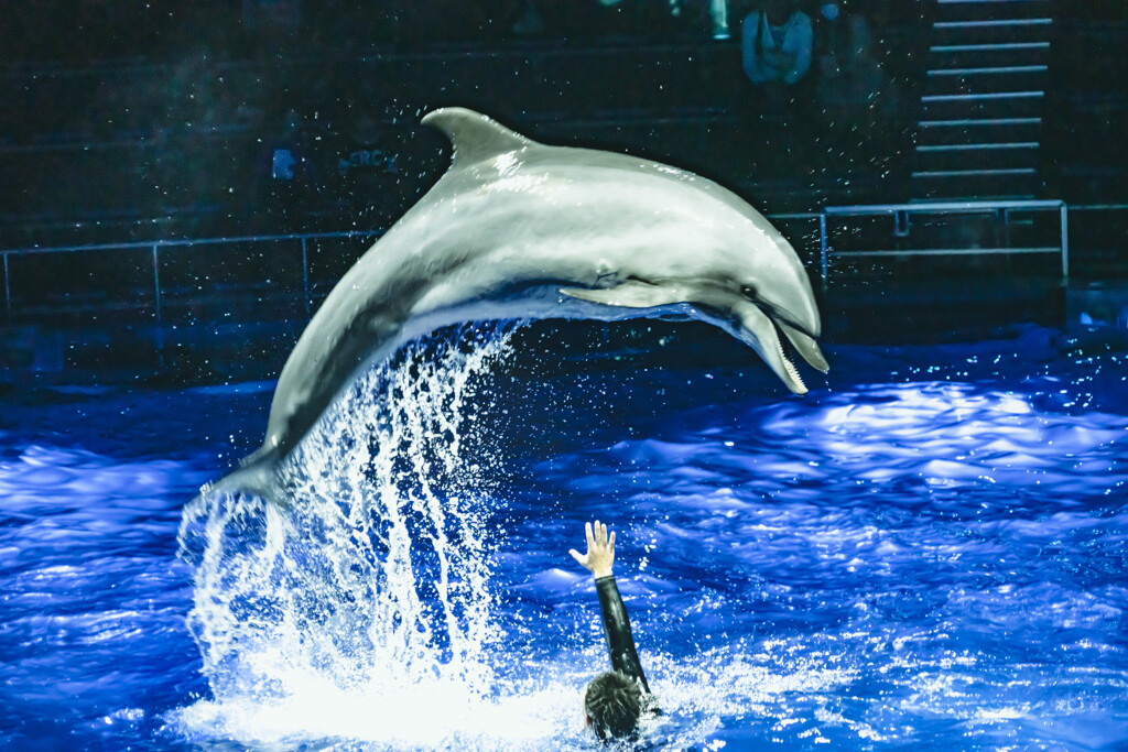 ドルフィンジャンプ