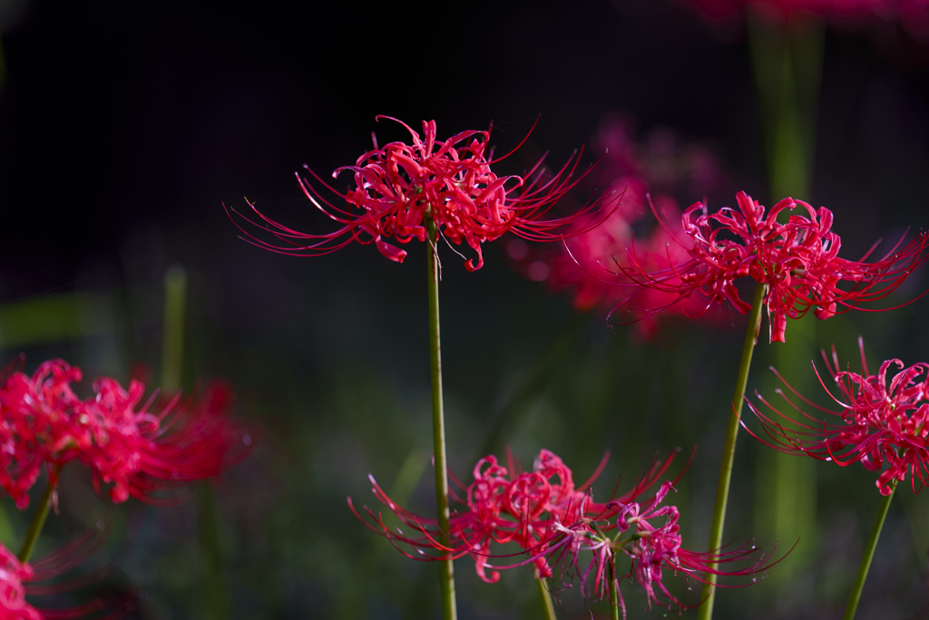 Lycoris