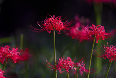 Lycoris