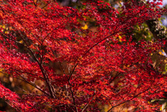 成田山新勝寺