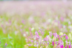近所のお花畑