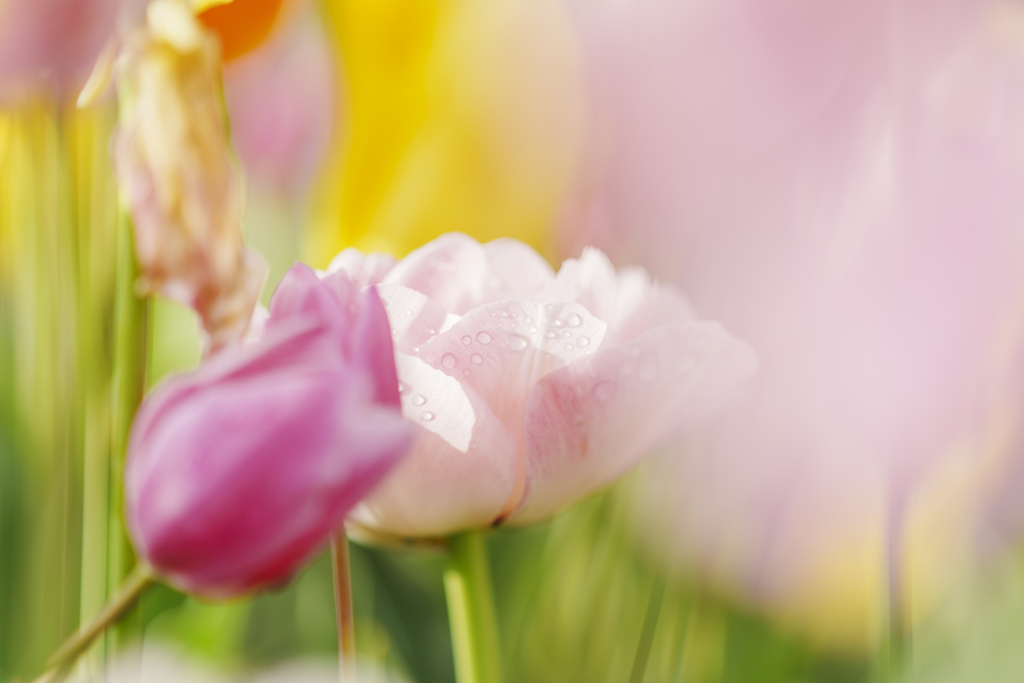 佐倉ふるさと広場にて