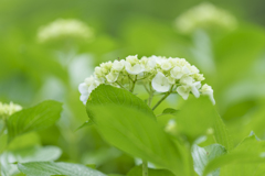 霊堂の紫陽花