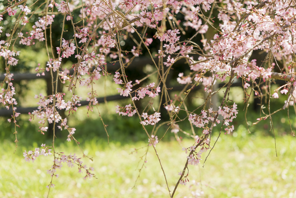 しだれ桜