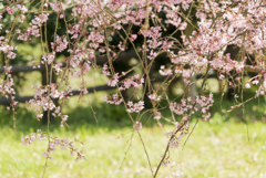 しだれ桜