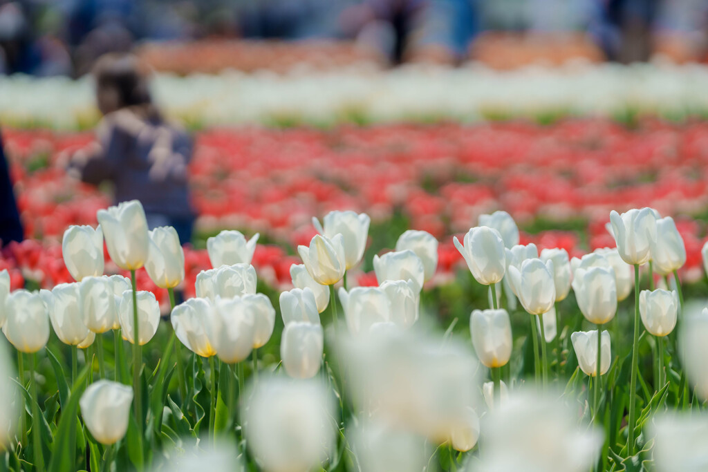 チューリップ祭りにて