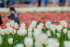 チューリップ祭りにて