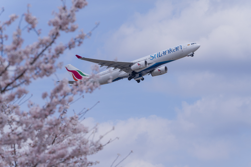 春色成田（スリランカ）