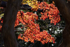 成田山新勝寺