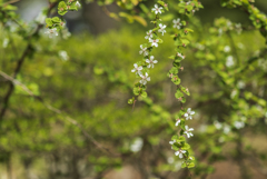 植物苑散策（にがいちご）