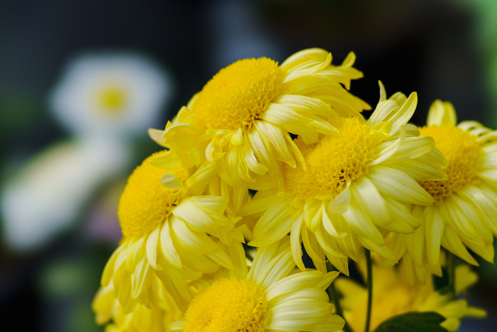 菊花