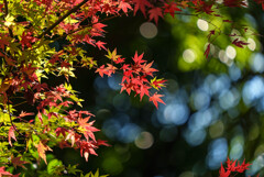 紅葉