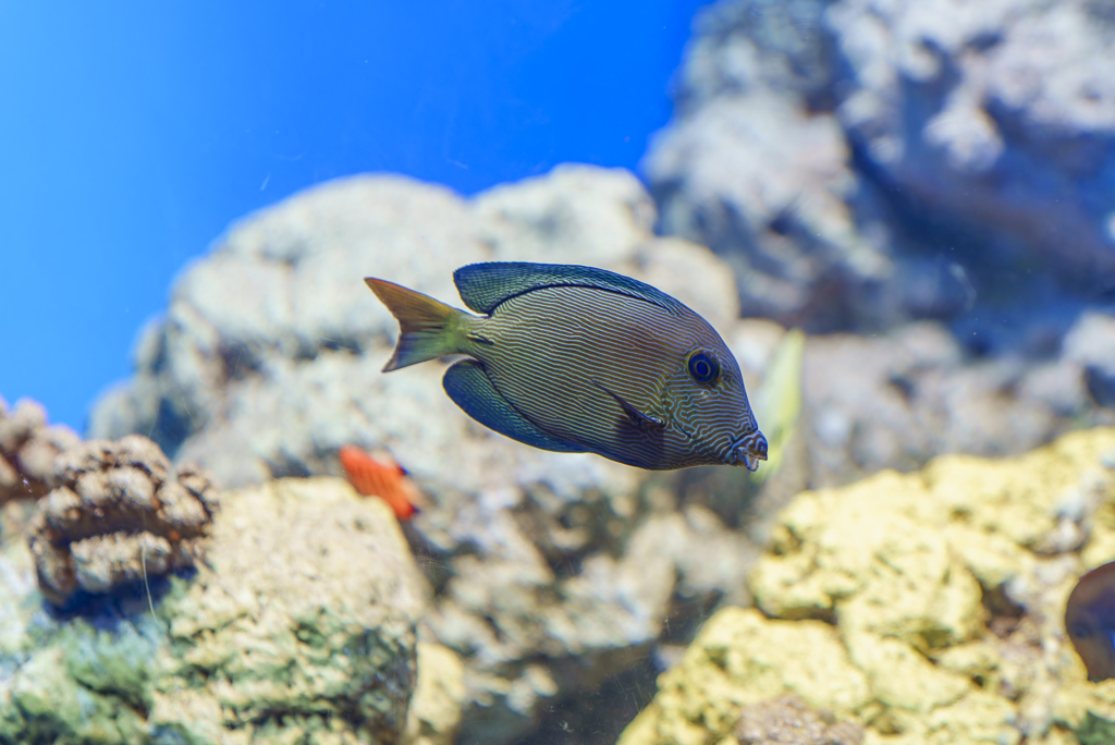 水族園にて