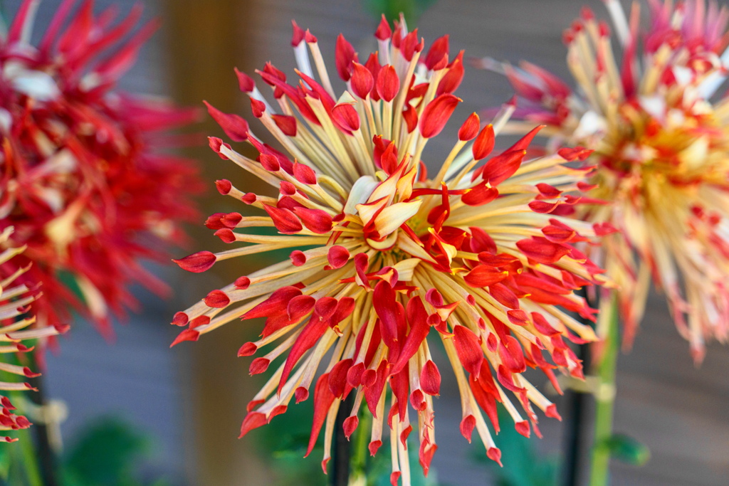 菊花