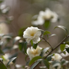 山茶花