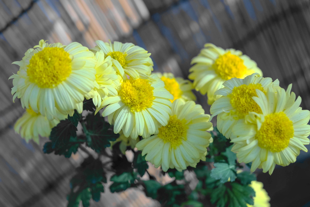菊花