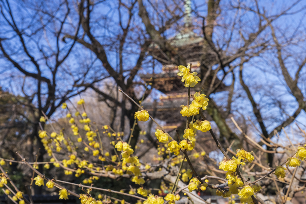 上野寛永寺の牡丹園に行きました