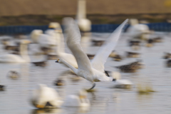 白鳥さん
