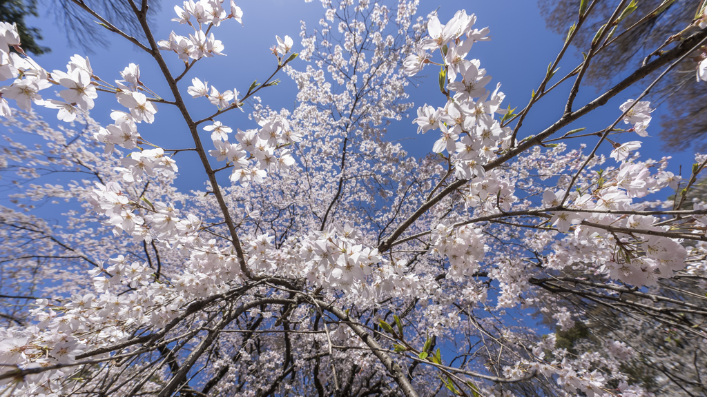 しだれ桜