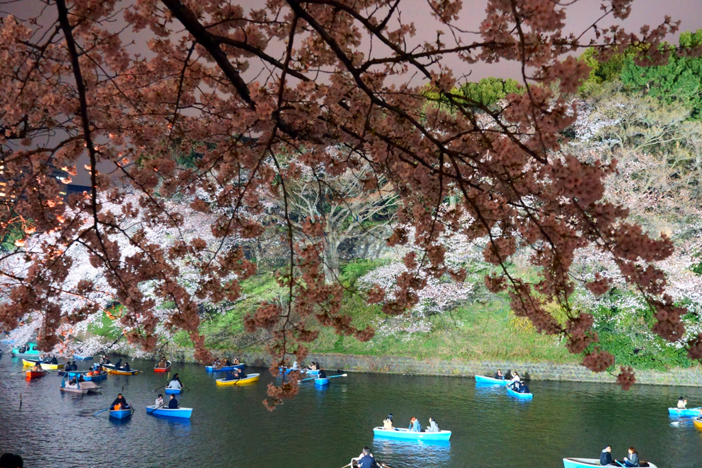 皇居の桜（千鳥ヶ淵）蔵出しです