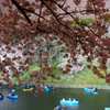 皇居の桜（千鳥ヶ淵）蔵出しです