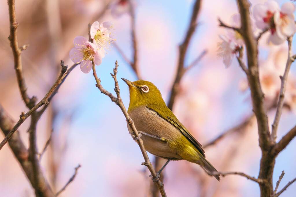 ウメジロー