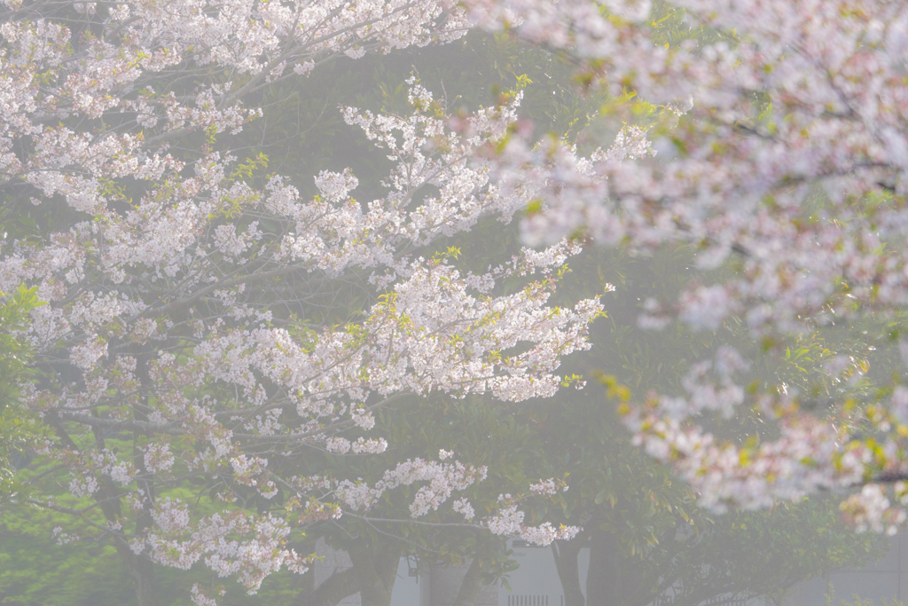 霧の朝