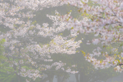 霧の朝