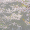 霧の朝