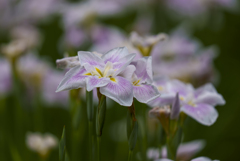 花菖蒲