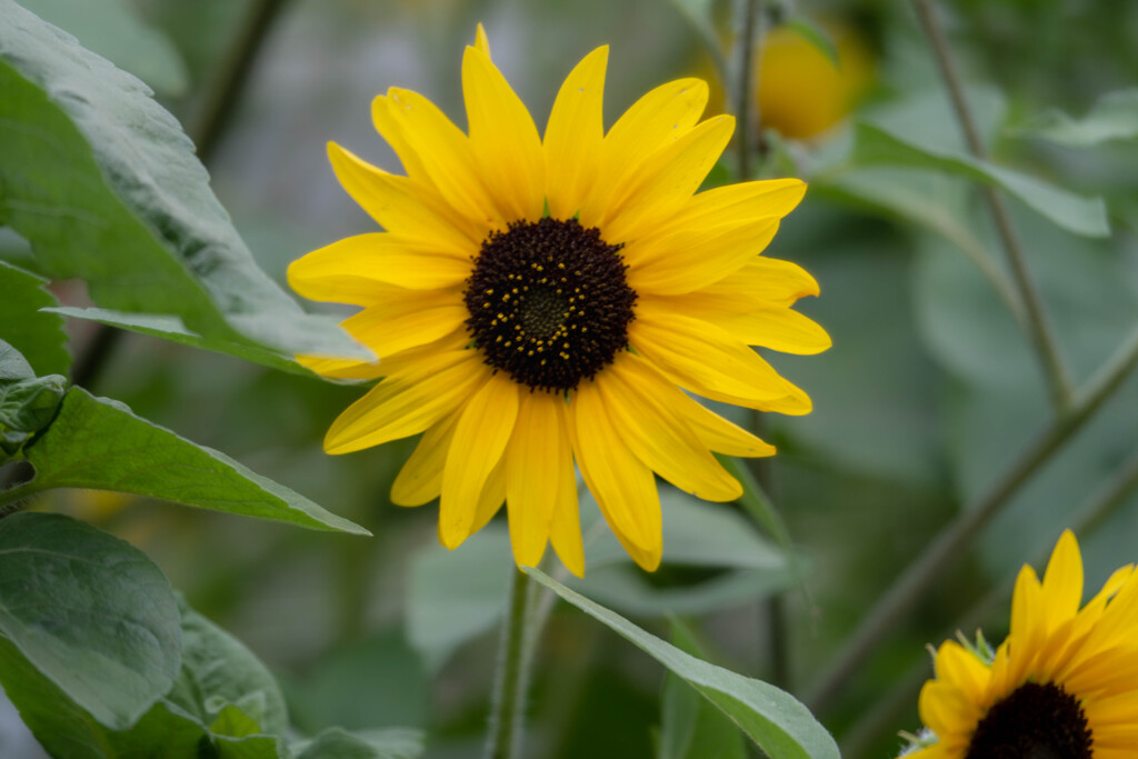 さくらの山公園のお花