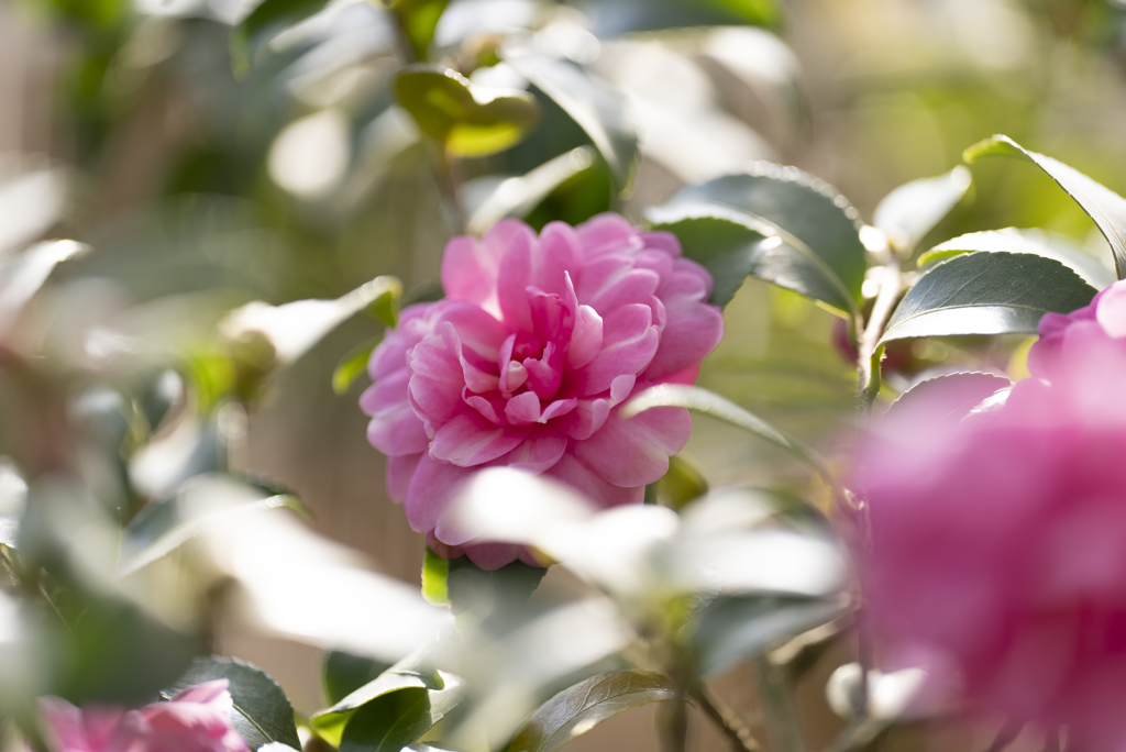 山茶花
