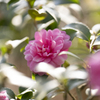 山茶花