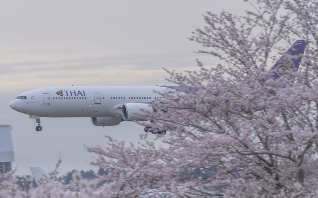 さくら到着便（タイ）